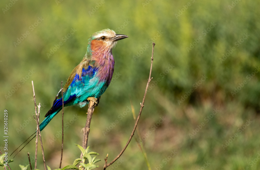 Lilac-Breasted roller perched on a branch in Masai Mara Lilac-Breasted roller perched on a branch in Masai Mara