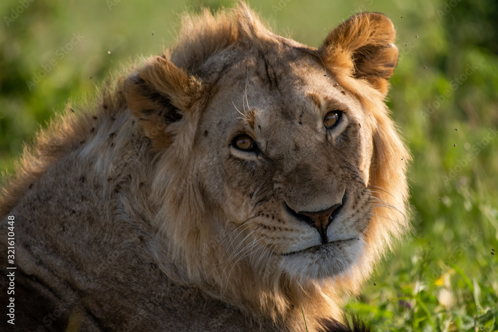 Male Lion portrait in Masai Mara Kenya