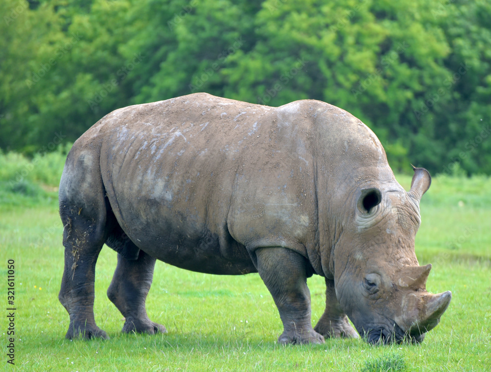 Fototapeta premium White rhinoceros, Ceratotherium simum, grazing on grassland 