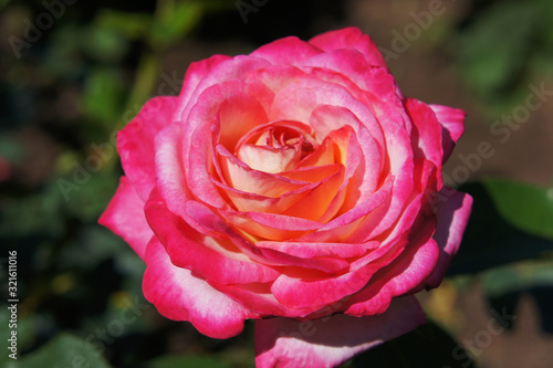 Large rose with pink petals and rich color