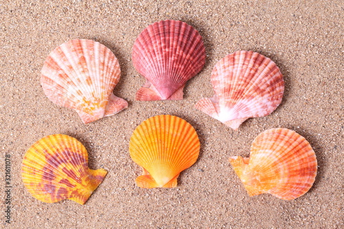 Set of Seashell on sand background