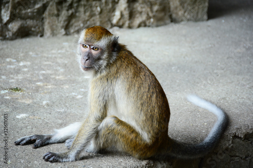 A crab-eating macaque (Macaca fascicularis), also known as the long-tailed macaque or Batu Caves monkeys, at Batu Caves in Gombak, Selangor, Malaysia.