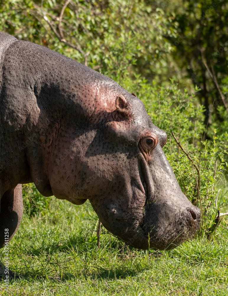 Close-up of grazing hippopotamus in Masai Mara Close-up of grazing hippopotamus in Masai Mara