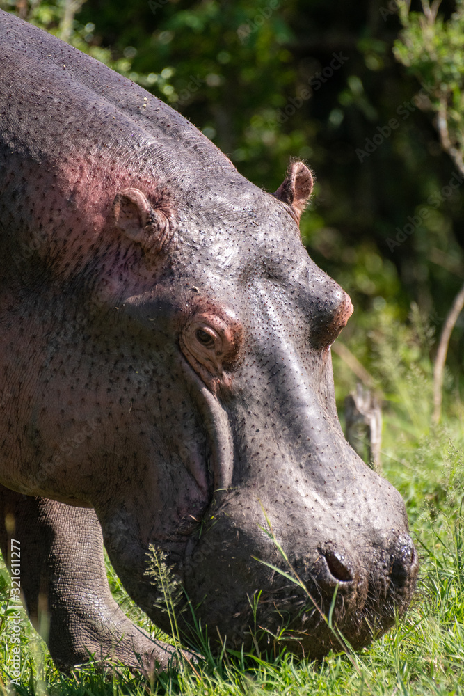 Close-up of grazing hippopotamus in Masai Mara Close-up of grazing hippopotamus in Masai Mara