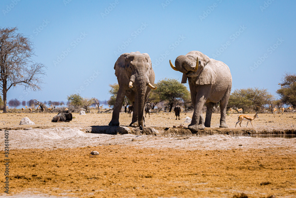 Obraz premium Elefant