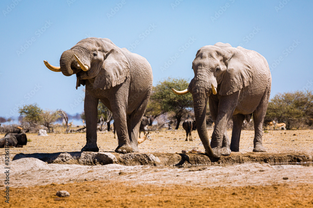 Fototapeta premium Elefant