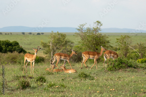 Thomson s gazelle resting in grass land in Masai Mara