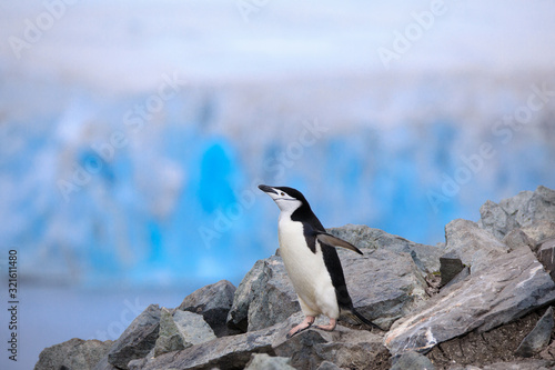 Chinstrap Penguin on Half Moon Island with Livingston Island Glacier in the Background