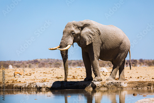 Elefant