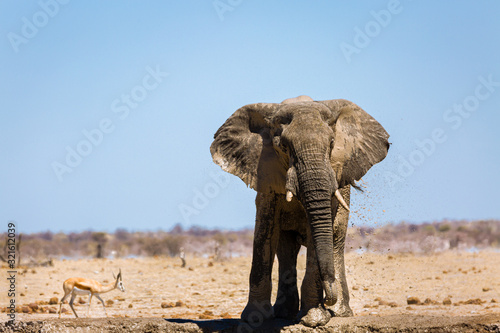 Fototapeta Naklejka Na Ścianę i Meble -  Elefant