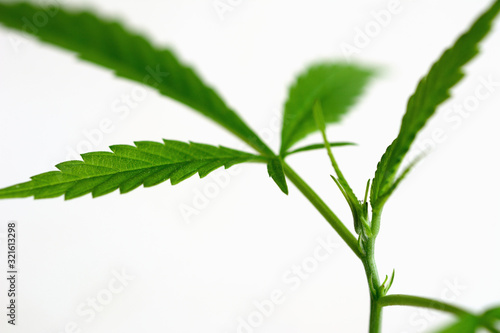 Isolate young cannabis or hemp leaves