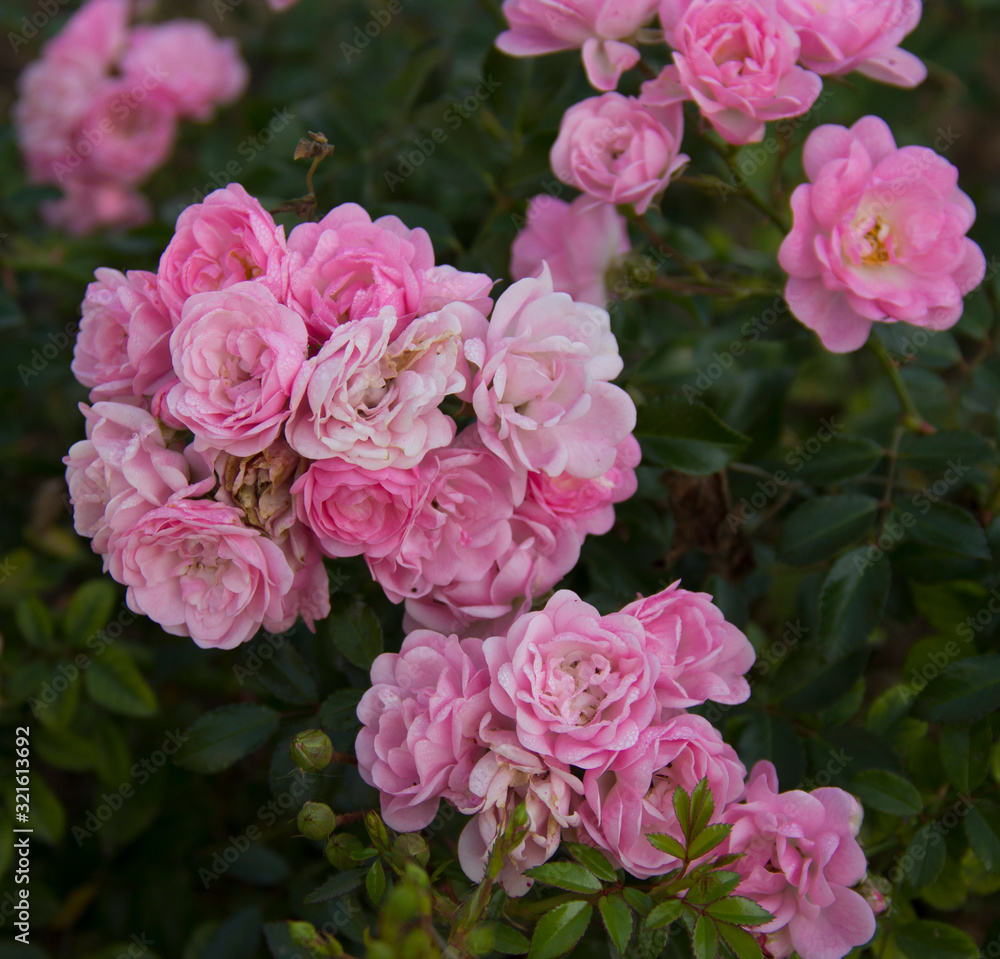 Pink rose flowers in beautiful  garden at the morning, summertime.