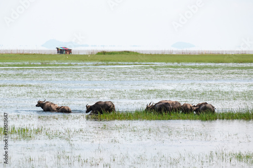 Swamp bufffalo in Thale Noi Waterfowl park. A buffalo that the villagers raised by letting go naturally. photo