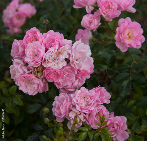 Pink rose flowers in beautiful garden at the morning, summertime.