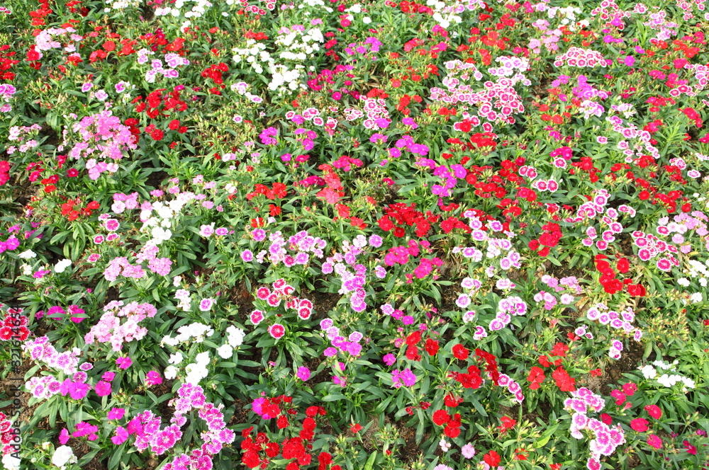 Flowerbed of Dianthus barbatus (Sweet William) Flowerbed of Dianthus barbatus (Sweet William)