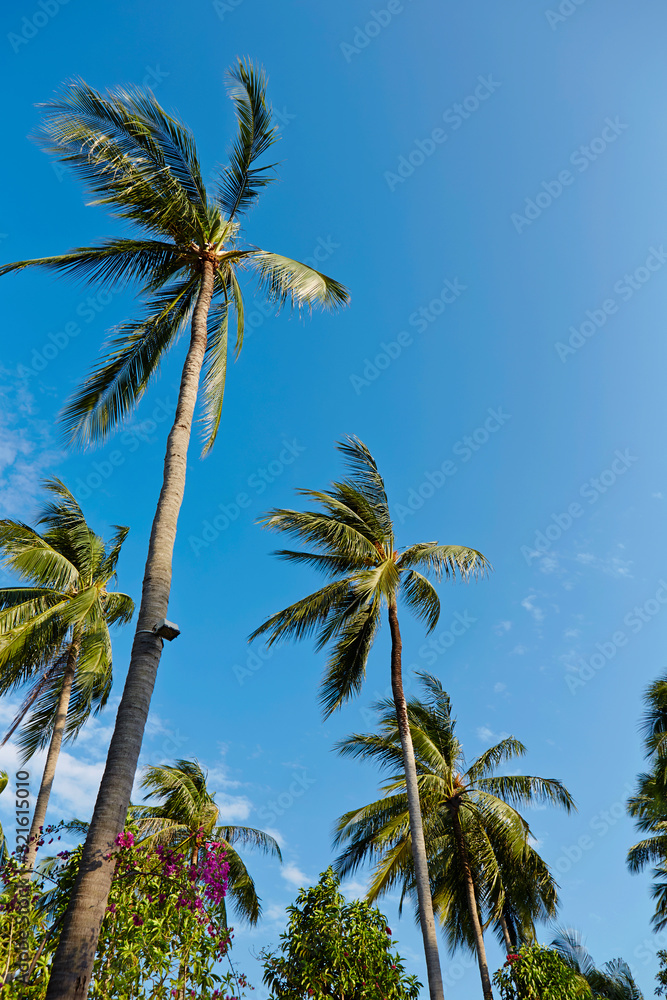 Fototapeta premium Pam tree background, summer scene 