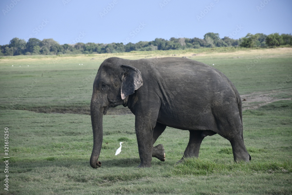 Fototapeta premium Wild Elephants at Habarana