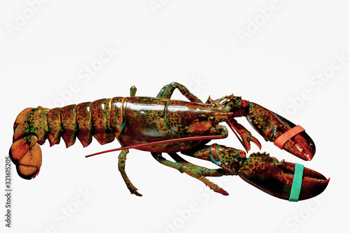 big lobster on a white clean background