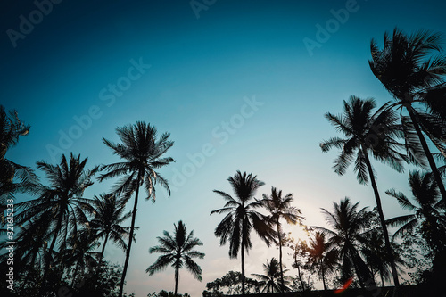 Palm trees sunset shadow background © mnimage