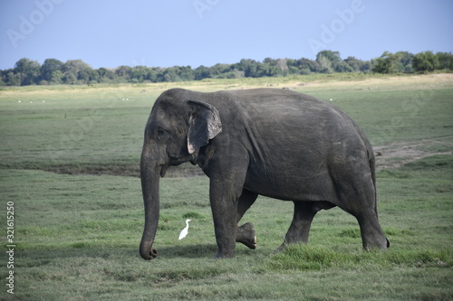 Wild Elephants at Habarana