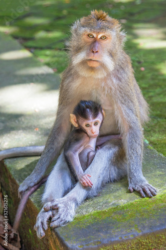 Long-tailed Macaque With Baby © David_Steele