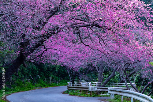 沖縄桜