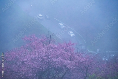 沖縄霧の緋寒桜