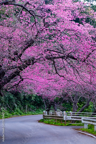 沖縄桜