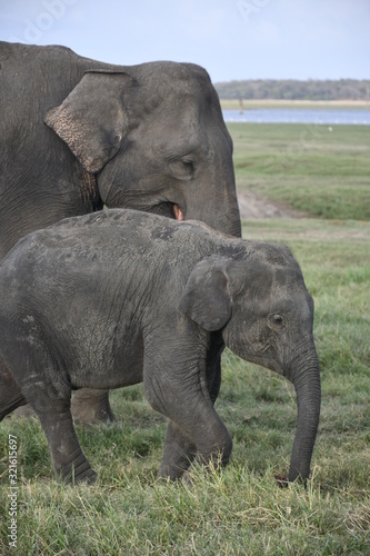 Mother and son Elephants at Habarana