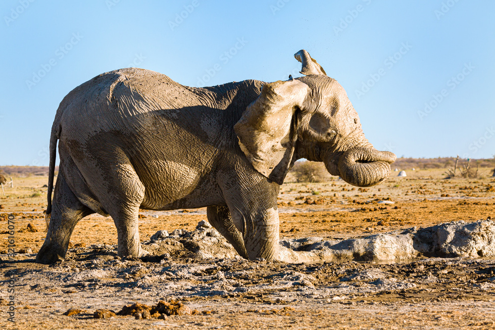 Fototapeta premium Elefant