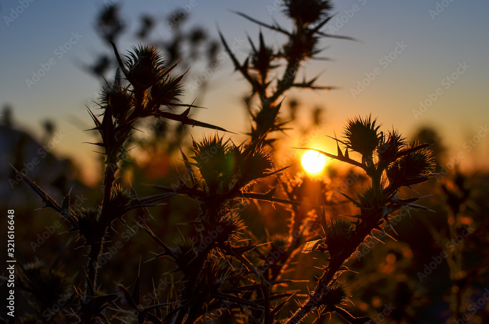 Close up of rustic thorn bushes at sunset, selective focus. Close up of rustic thorn bushes at sunset, selective focus.