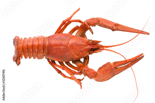 red crayfish on a white clean background