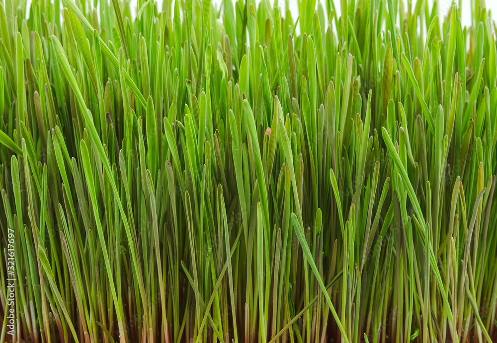 Naklejka premium fresh wheatgrass sprouted wheat