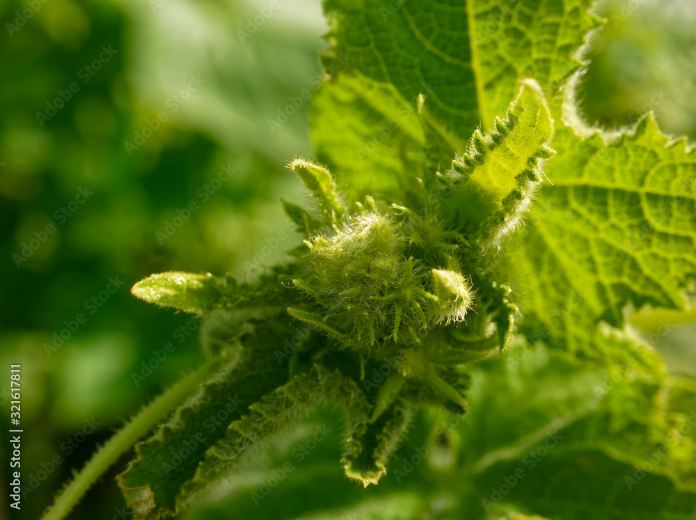 Fototapeta premium cucumber flower in the garden in summer, Russia