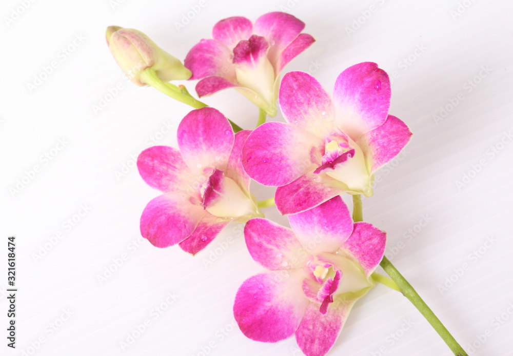 Pink orchids isolated on white background Pink orchids isolated on white background