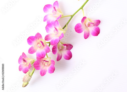 Pink orchids isolated on white background