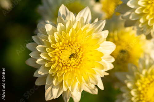 Natural yellow chrysanthemum flowers in blooming.Autumn flowers in the garden.