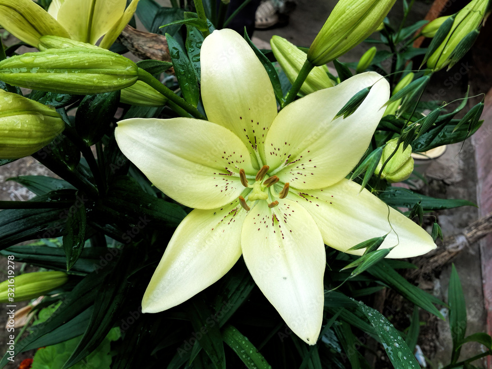 Obraz premium Beautiful bright lily on a sunny summer day