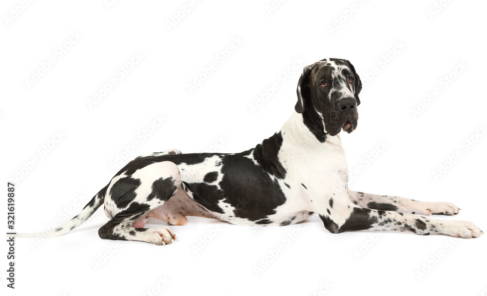 Thoroughbred Great Dane dog on a white background