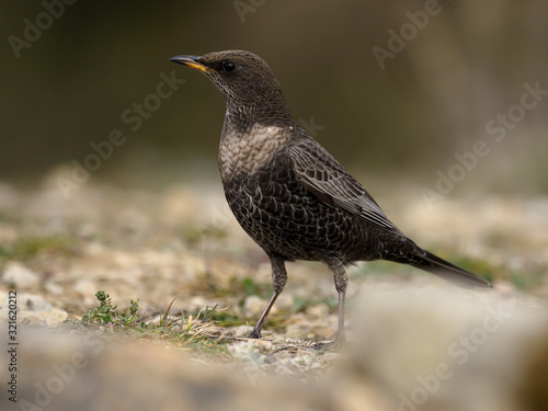 Ring ouzel, Turdus torquatus