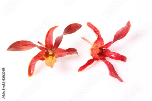 Red orchid isolated on white background