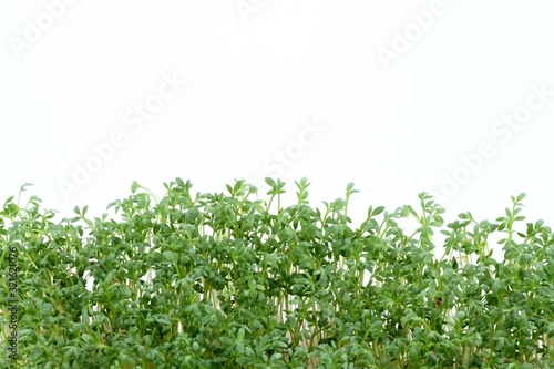 Garden cress on white background.  Young cress, Lepidum sativum, also called mustard and cress, garden pepper cress,  pepperwort or pepper grass.