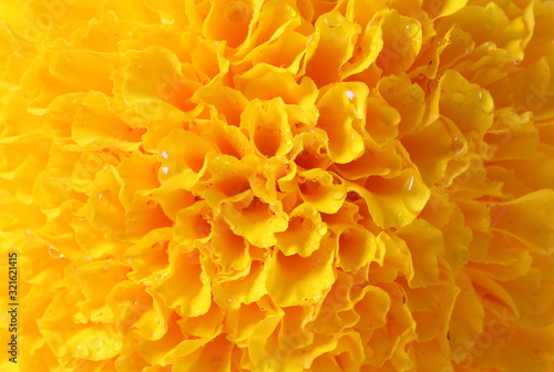 Yellow Concentric Flower Center Macro Closeup. 