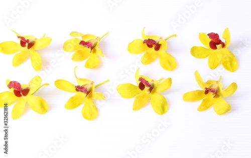 Beautiful  yellow orchid closeup isolated on white background