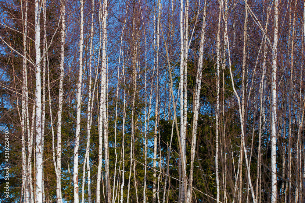 Obraz premium birch tree forest in the winter