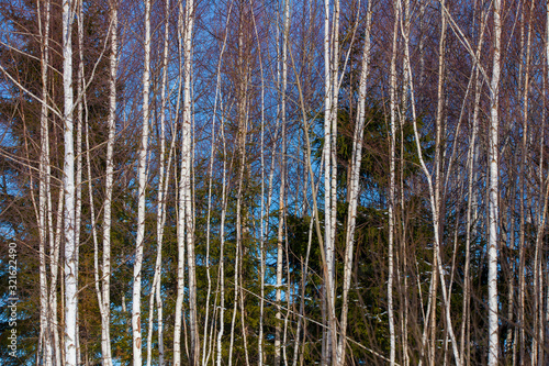 birch tree forest in the winter
