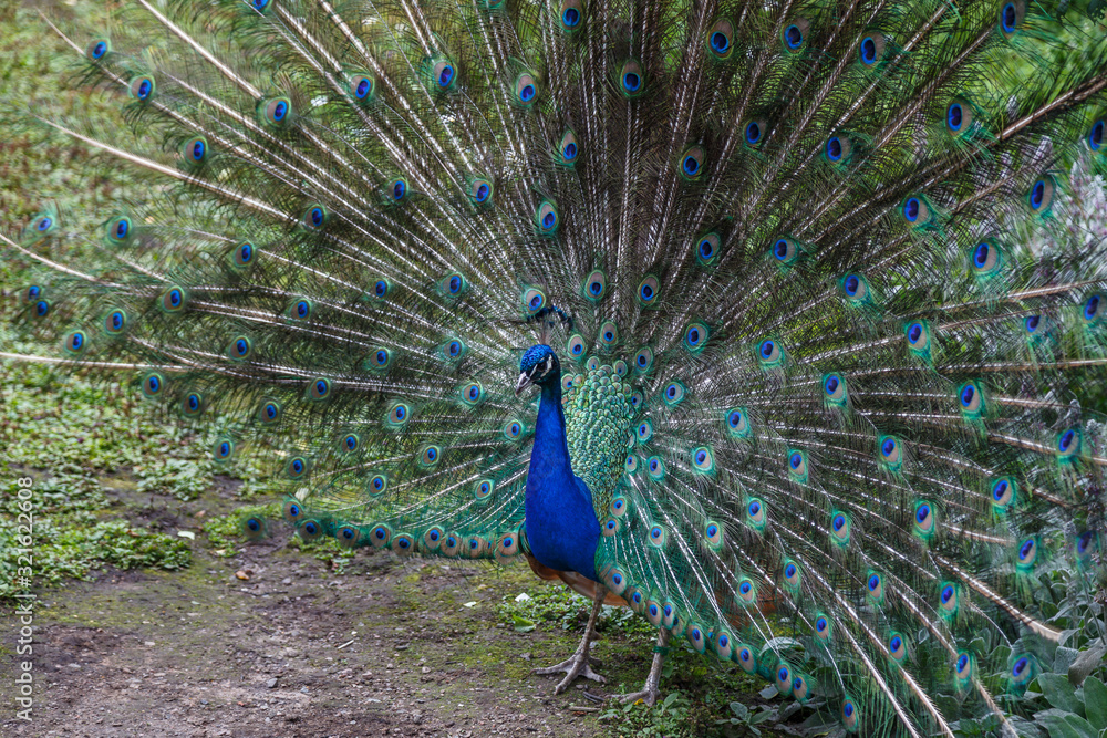 Fototapeta premium Peacock mail showing his beautiful tail