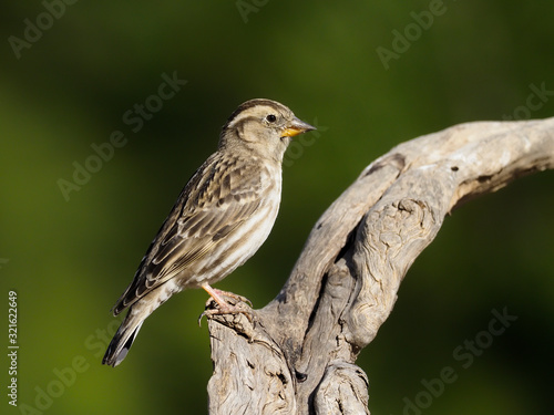 Rock sparrow, Petronia petronia