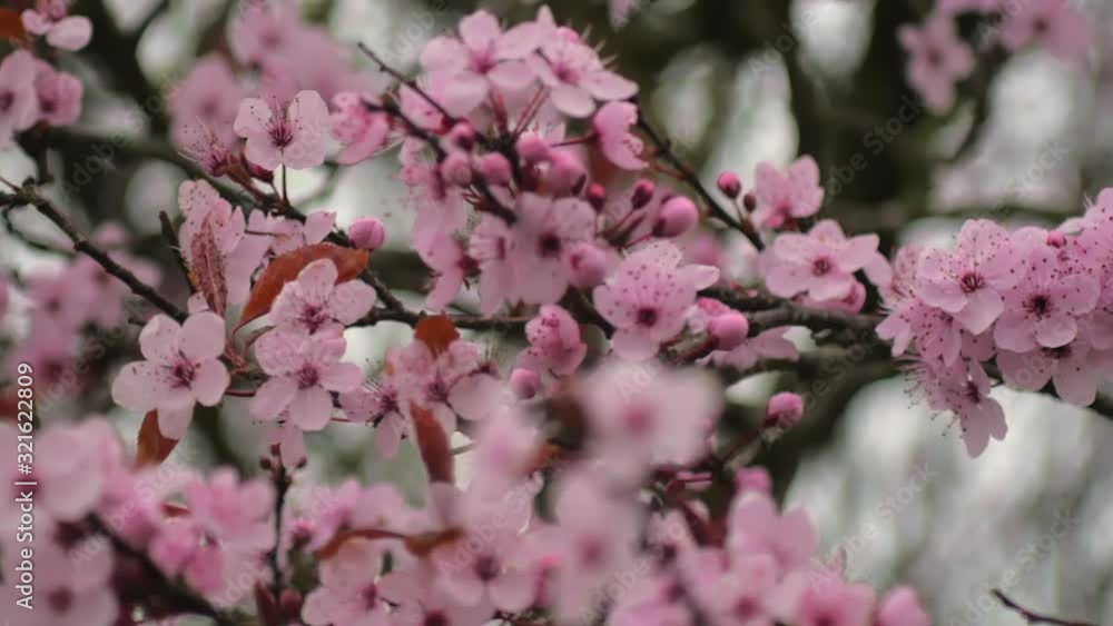 Beautiful pink cherry blossoms dancing in the wind - close up Beautiful pink cherry blossoms dancing in the wind - close up