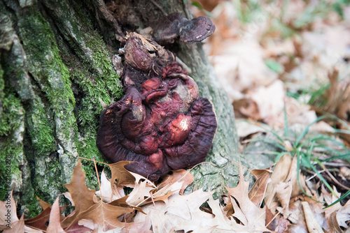 A large brown mushroom on a tree trunk. Parasite. Concept.